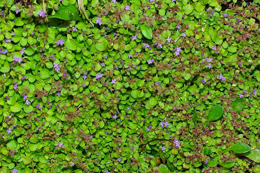 Mentha requienii subsp. requienii / Menta di Requien